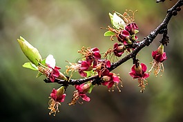 花的,自然,開花