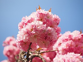 櫻花,日本櫻花,氣味