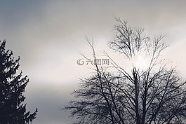 樹木,背光,太陽
