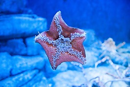 海星,水族館,水下