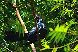 戈埃爾鳥,男性戈埃爾,鳥