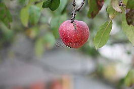 蘋果,悲傷,水果