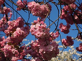 櫻花,日本櫻花,氣味