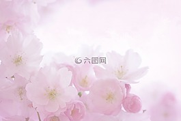 粉紅色,開(kāi)花,春天