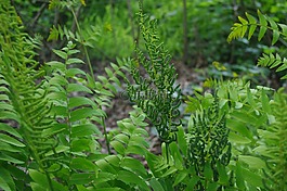 koningsvaren,蓬勃发展的划船,显花植物