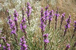 虚线的 gayfeather,野花,怀俄明州