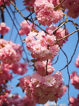 櫻花,日本櫻花,氣味