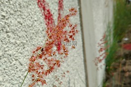 城市,植物,花卉