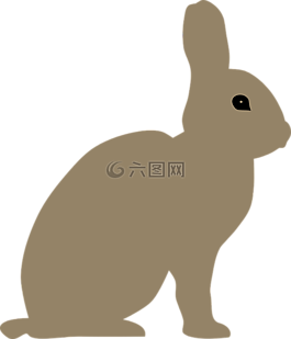 動物,兔,兔子