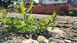 瀝青,植物,城市