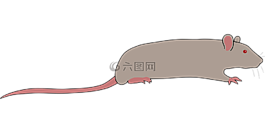 動(dòng)物,大鼠,鼠標(biāo)