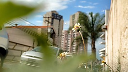 花卉,城市,一天
