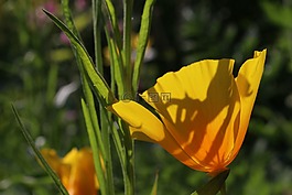 罌粟,花,橙