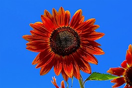 向日葵,紅色,花