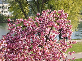 櫻花,日本櫻花,氣味