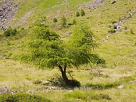 樹,性質(zhì),景觀