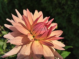 性質(zhì),花,廠