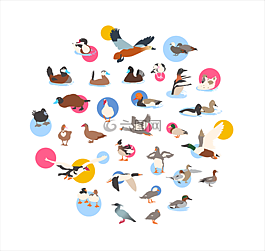 鴨子,鳥類,動物