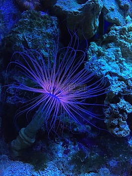 水,水族館,藍(lán)色