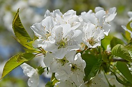 花,春,自然