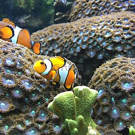 魚,海,水下