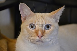 貓,寵物,弗利納