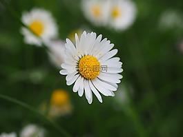 雛菊,花,開花