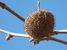 分支機(jī)構(gòu),天空,審美
