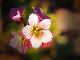 花園,鮮花,夏天