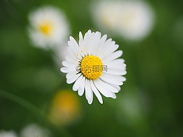 雛菊,花,開花