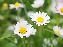 雛菊,花,開花