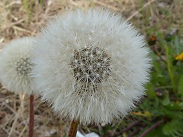 蒲公英,花粉,種子