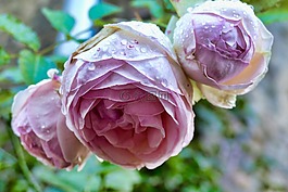 花,玫瑰,廠