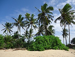 斯里蘭卡,自然,海灘
