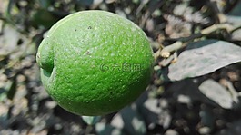 檸檬,植物