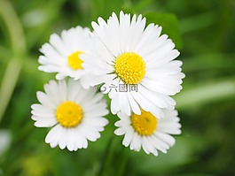 雛菊,花,開花