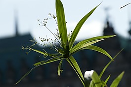 花,hambourg,德國