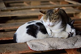 貓,可愛,動物