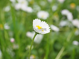 雛菊,花,開花