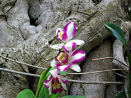蘭花,花卉,植物園