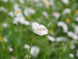雛菊,花,開花