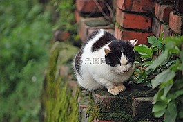 動物,野生動物,可愛