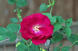 玫瑰,紅色,花園