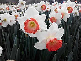 水仙,植物園,花卉