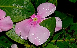 花,雨,露水