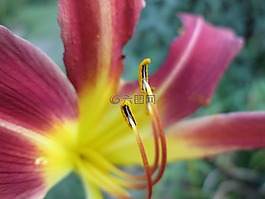 花,花粉,紅色