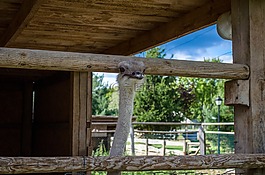 鴕鳥(niǎo),性質(zhì),動(dòng)物園