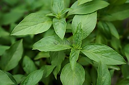 草藥,羅勒,蔬菜