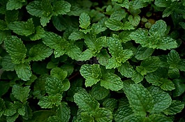 草藥,蔬菜