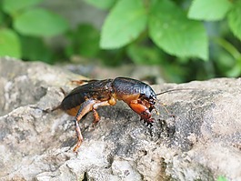 螻蛄,gryllotalpidae,蚱蜢